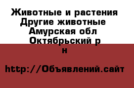 Животные и растения Другие животные. Амурская обл.,Октябрьский р-н